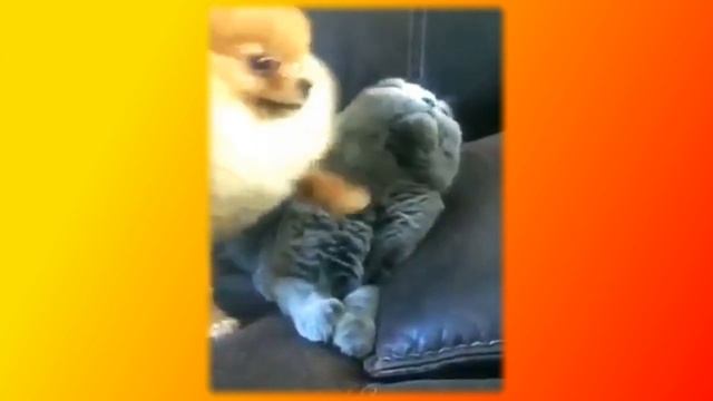 Приколы про котов|  Позитив| Видео про котов| Кошки|Животные|Собаки| Создай себе хорошее настроение