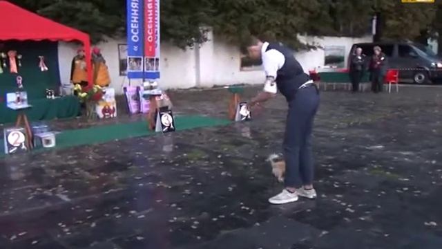 Выставка собак Осенняя легенда 2015. Best in Group 9. смотреть онлайн