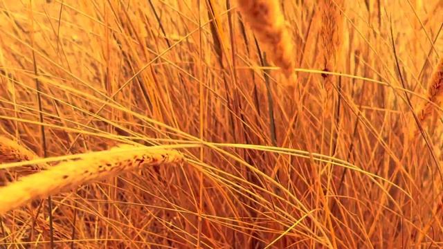 Inspired Studio Ghibli Beach-When Marnie Was There