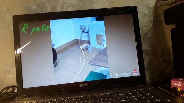 смешные хомяки / отценка видео / ДИАНА