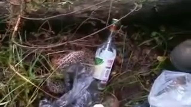 Приколы с животными.Ёжик в дурмане смотреть онлайн