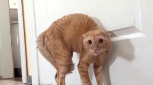 Кошачий испуг.  Лучшие приколы с кошками.  Приколы кошками.