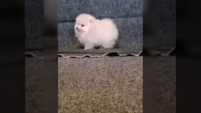 Шпиц. Щенок.