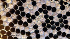 движение тропилаэлапс по соту