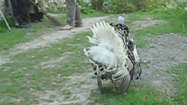 Индюк смотреть онлайн