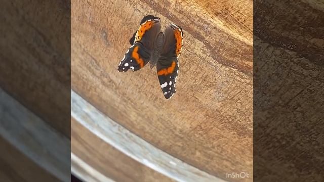 Monarch Butterfly смотреть онлайн