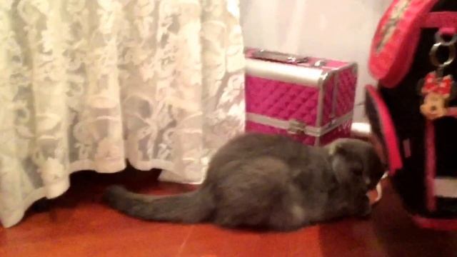 кошки и дети. Crazy cat. Смешные коты!!! Funny cats,веселые коты. смотреть онлайн
