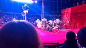 Цирк шапито 3(3)