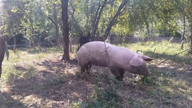 Самое смешное видео Приколы смотреть онлайн