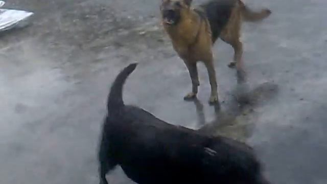 Прикол с собаками и дождем смотреть онлайн
