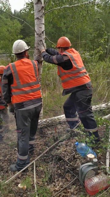 Валка деревьев на Линии электропередач. смотреть онлайн