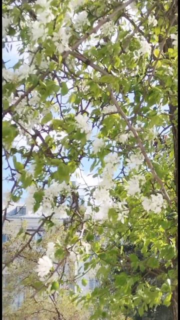 Яблони в цвету. Челябинск 30 апреля 2025 смотреть онлайн