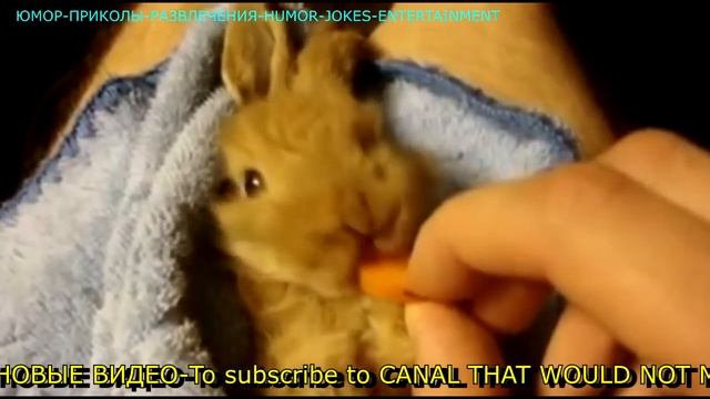 ЛУЧШИЕ ПРИКОЛЫ КРОЛИК ОБАЯШКА ПОЗИТИВНОЕ ВИДЕО смотреть онлайн