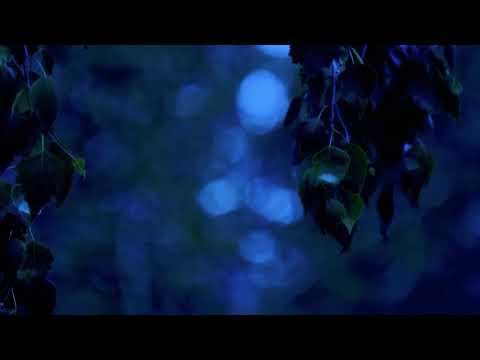 Лидолия Никитина - Разрешите подарить цветы. Ночные шепоты музы. Читает Владислав Витковский смотреть онлайн