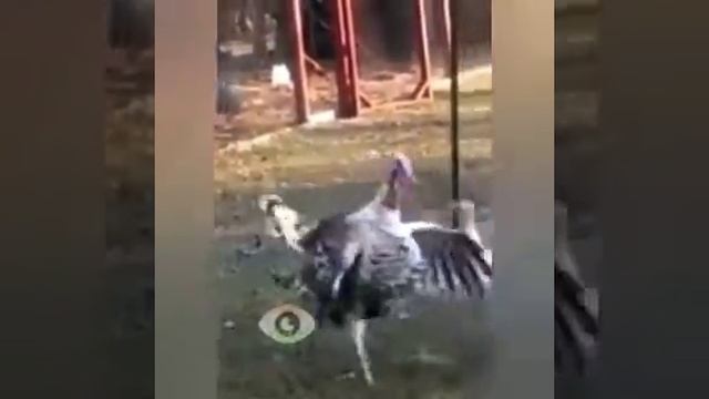 Лучшие Угарные Приколы 2021 смотреть онлайн