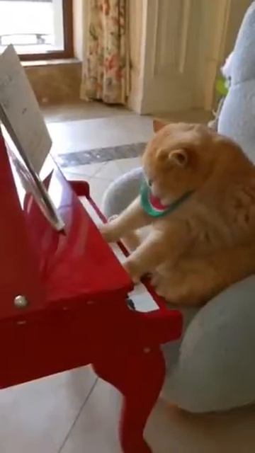 #котик #а4 #роблокс #wildcraft #roblox #cat #капибара #automobile