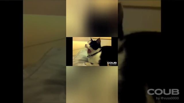 ПРИКОЛЫ ОТ ЕНОТА -8 Подборка Coub приколов с животными. смотреть онлайн