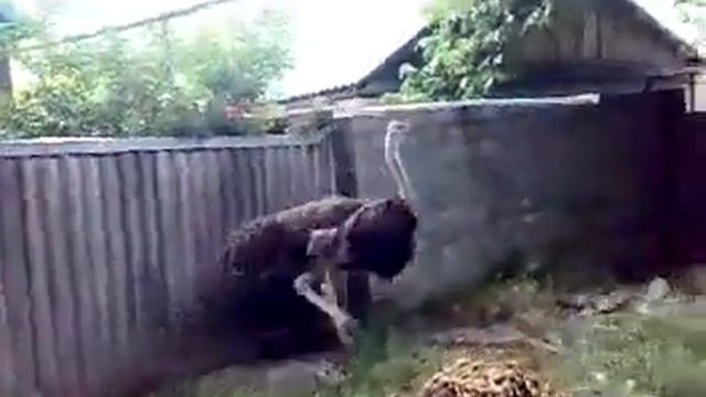 Бешеный страус смотреть онлайн