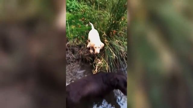 Подборка видео с забавными собаками смешные собаки funny dogs compilation challenge забавные животн смотреть онлайн