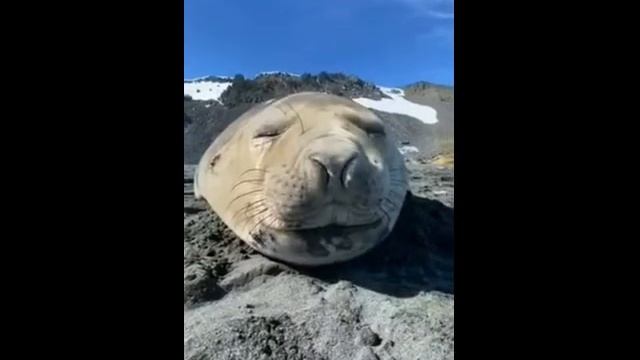 Как чихает тюлень это угар! ржач полный! смотреть онлайн