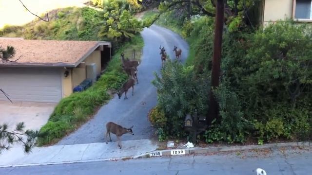 кот против оленей / Cat vs Deer смотреть онлайн