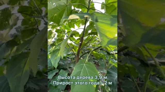 Павловния сорта Шан-Тонг – лидер нашего питомника