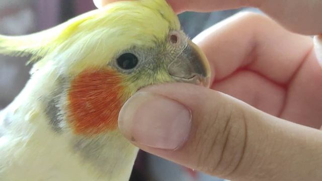 Чёшу попугая кореллу) смотреть онлайн