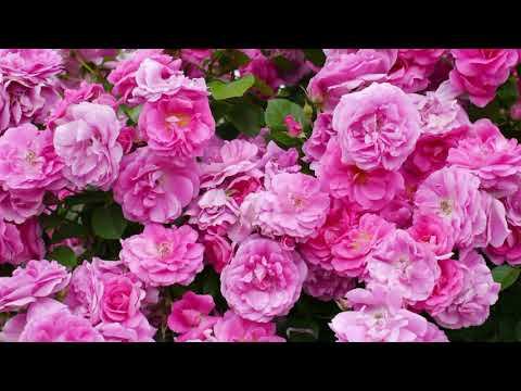 Владимир Сахарцев - Соната внешности (Э. Я.). Читает Владислав Витковский смотреть онлайн