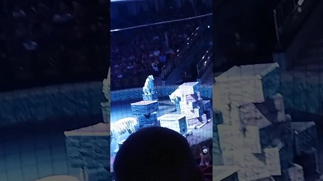 видео из цырка