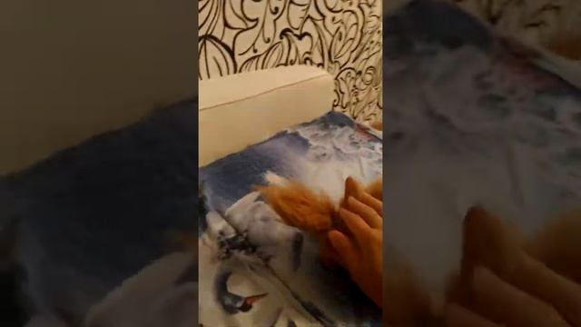 смешные кошки прикол Леонард-котопес