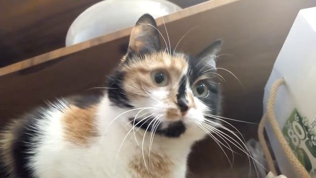 Котячий Ждун Туся та Бася HalinaViGet смотреть онлайн