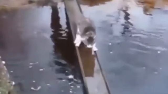 Прикольные кошки Смешные видео YouTube смотреть онлайн