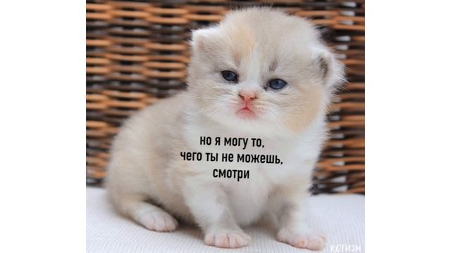 Приколы с котами. ВЕЛИКИЕ ПРАВИТЕЛИ ВСЕЯ КУСИ | Мемозг #276 смотреть онлайн