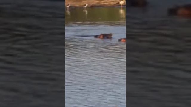 РСП и марокканский принц. Ютуб канал Руслан черный смотреть онлайн