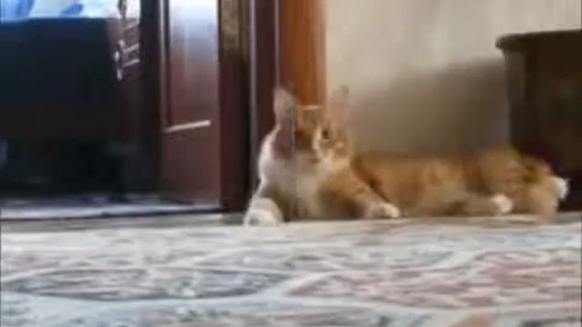 Кошки- приколистки Прикол! смотреть онлайн