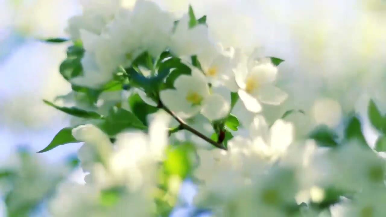 Павел Смирнов. Читает Владислав Витковский смотреть онлайн