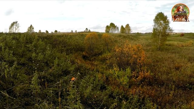 Охота со СПАНИЕЛЕМ на ЗАЙЦА . #Сентябрь