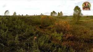 Охота со СПАНИЕЛЕМ на ЗАЙЦА . #Сентябрь