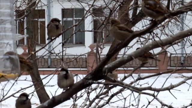 Московские "колибри" в феврале смотреть онлайн
