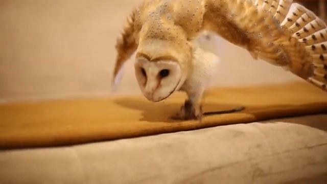 СОВА vs КОШКА смотреть онлайн