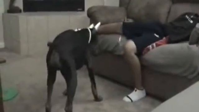 Лучшие приколы с животными! Собака бегает за лазером смотреть онлайн