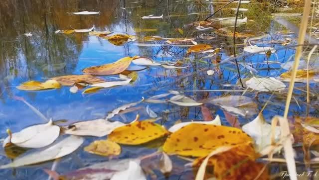 Песни для души.Юрий Шатунов. Падают листья. смотреть онлайн