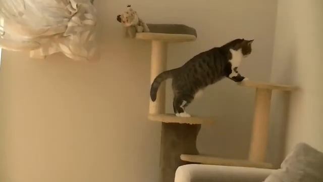 ▶ Смешные кошки Funny cats Betty&Cessy YouTube смотреть онлайн