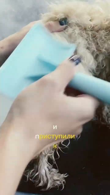 Как расчесать колтуны собачке #viral #animal #dog #doglover #собака #pet #грумер #cat #happy #puppy смотреть онлайн