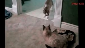 ХАСКИ | Приколы с Хаски | Смешные ХАСКИ |Самые лучшие приколы #10 (ХАСКИ)