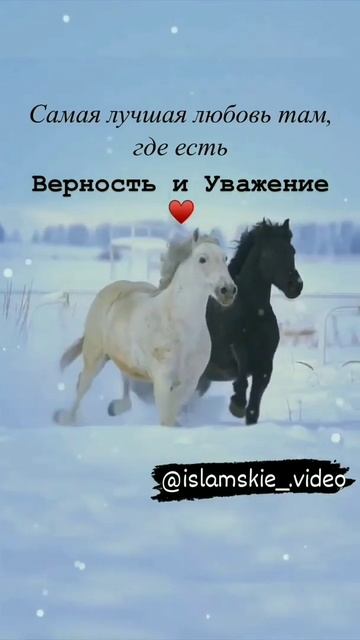 🌹😻💖 #нашид #حب смотреть онлайн