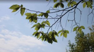 Заморозки до – 3 градусов обещают на Ставрополье