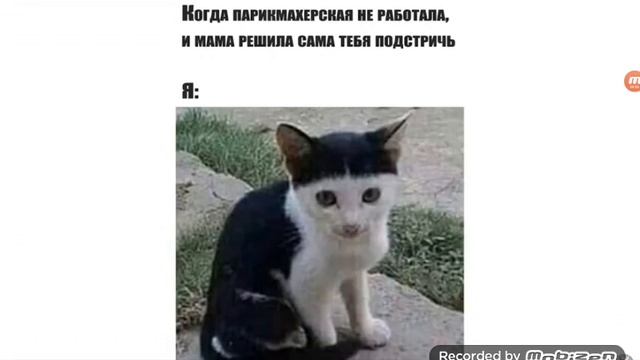 ЧТОБЫ ДУМАТЬ КАК РЫБА НУЖНО СТАТЬ РЫБОЙ! ЛЮТЫЕ приколы, УГАРНЫЕ МЕМЫ! ПРИКОЛЫ ПРО КОТОВ!!! смотреть онлайн