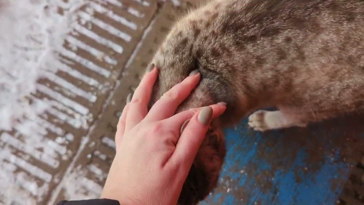 зима в саду