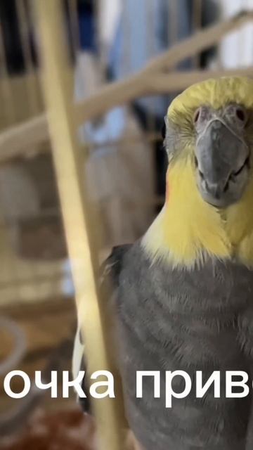 Птичий язык попугая корелла смотреть онлайн